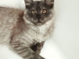 Kitten mit Stammbaum Reinrassige Maine Coon von Whisker Oase