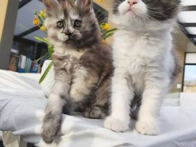 Maine Coon Kitten mit Stammbaum von Whisker Oase