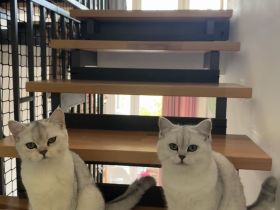 Wir suchen ein neues Zuhause für unsere 2 kleinen BKH