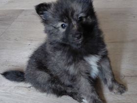 Zwergspitz- Shelti- Mädchen