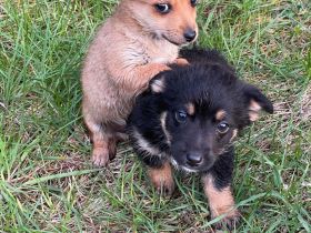 Zuckersüße, kleine Welpen suchen ein liebevolles Zuhause 🐶❤️