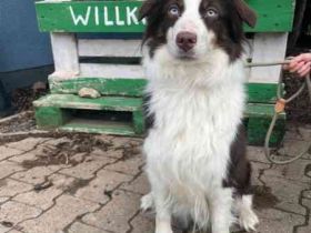 Themba, Mini Aussie, geb. 2023, muss noch alles lernen und braucht Auslastung