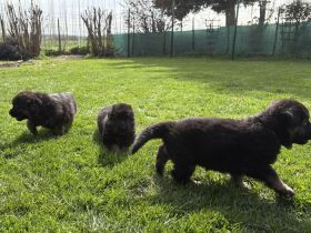 Deutsche Reinrassige Schäferhund Welpen mit geradem Rücken