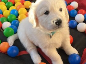 Herzensbrecher auf vier Pfoten