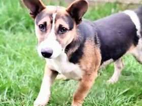 Johnny sucht sein Für-immer-Zuhause