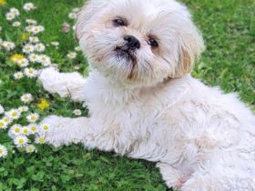 Olaf in 91154 Roth sucht sein Für-immer-Zuhause