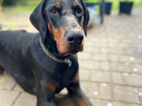 Thor in 52074 Aachen sucht sein Für-immer-Zuhause