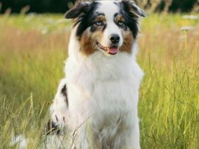 Anouk in 45721 Haltern am See sucht ihr Für-immer-Zuhause