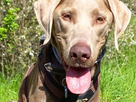 Joker in 01723 Kesselsdorf sucht sein Für-immer-Zuhause