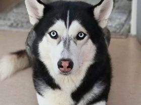 Tyson in 70919 Stuttgart sucht sein Für-immer-Zuhause