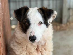 Anela sucht ihr Für-immer-Zuhause