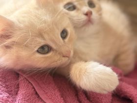 Katzenmädchen sucht ein neues Zuhause