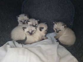 Siamkatzenbabys, Siamkitten, Kater (grün) und Katze (rosa) bereits reserviert!