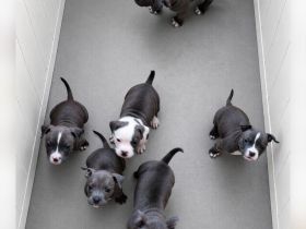 Für immer Zuhause gesucht