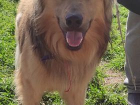 Bobbie, 08/23 - lebensfroher Kämpfer sucht Familie