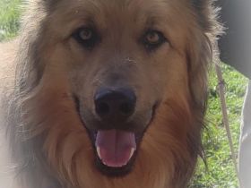 Bobbie, 08/23 - lebensfroher Kämpfer sucht Familie