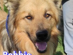 Bobbie, 08/23 - lebensfroher Kämpfer sucht Familie