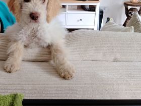 Wunderschöner 13 Wochen Welpe