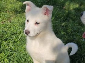 Samojeden-Mix-Hündin Bluebell