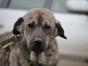 Ayko sucht liebevolle Familie .....