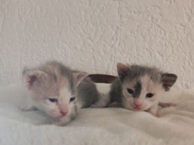 Reinrassige brush Sphynx Kitten Mädchen