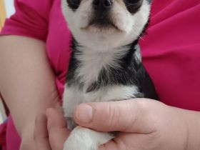 Chihuahua Welpe kurzhaar Mini in Husky Färbung NICHT FÜR DIE ZUCHT