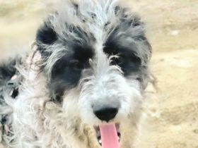 Kalle sucht sein Für-immer-Zuhause