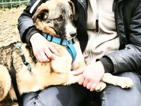 Anouk sucht sein Für-immer-Zuhause