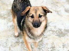 Tilly sucht ihr Für-immer-Zuhause