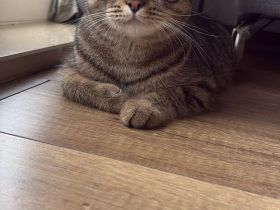 12 Monate junger BHK mix Kater