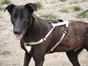 Dunncan sucht sein Für-immer-Zuhause