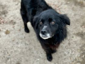 Chewbacca sucht sein Für-immer-Zuhause