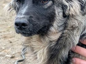 Franzl sucht sein Für-immer-Zuhause