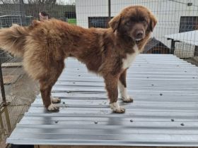 Zimt sucht ihr Für-immer-Zuhaus