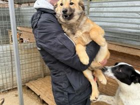 Faye sucht ihr Für-immer-Zuhause