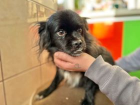 Loisl sucht sein Für-immer-Zuhause