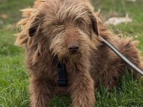 Cleo sucht ihr Für-immer-Zuhause