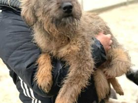 Smoky sucht ihr Für-immer-Zuhause