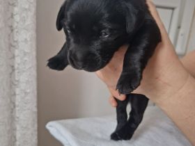 Wunderschöne Labrador Welpen