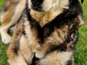 Millow auf Pflegestelle in 80637 München sucht sein Für-immer-Zuhause