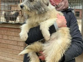 Polly sucht ihr Für-immer-Zuhause