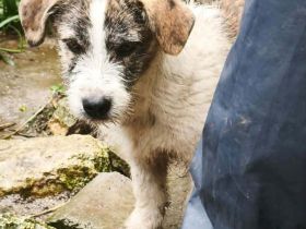 Pepe sucht sein Für-immer-Zuhause