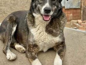 Lesi sucht ihr Für-immer-Zuhause