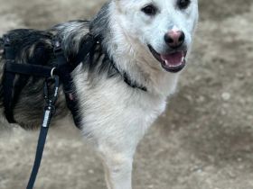 Mike sucht sein Für-immer-Zuhause