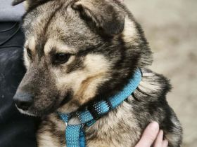 Timmon sucht sein Für-immer-Zuhause