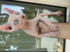White Sphynx Elf Baby Abgabebereit
