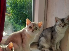 liebevolle BHK Kater reinrassig