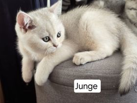 6 liebevolle BHK Kitten reinrassig