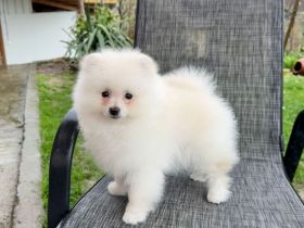 Ich verkaufe einen Pomeranian