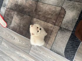 Ich verkaufe einen Pomeranian
